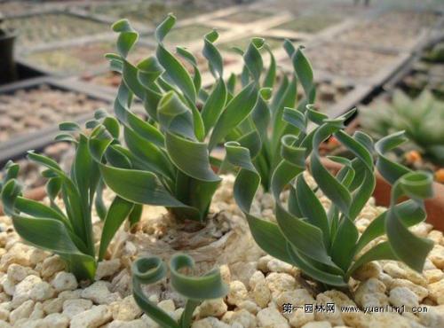 ��Ҷ���ɲ�Ʒ��ͼƬ��ȫΪʲô��?��Ҷ���ɲ�a��o����ô���ּ���