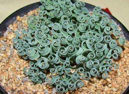 ��Ҷ���ɲ�Ʒ��ͼƬ��ȫΪʲô��?��Ҷ���ɲ�a��o����ô���ּ���