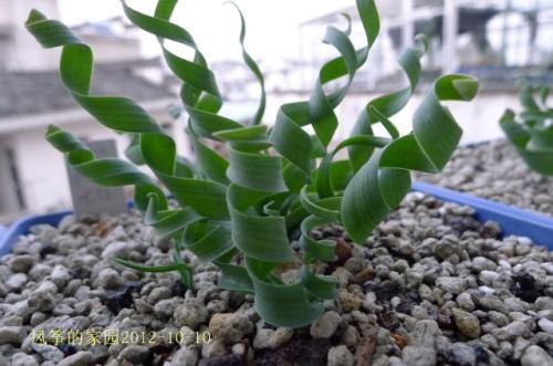 ��Ҷ���ɲ�Ʒ��ͼƬ��ȫΪʲô��?��Ҷ���ɲ�a��o����ô���ּ���