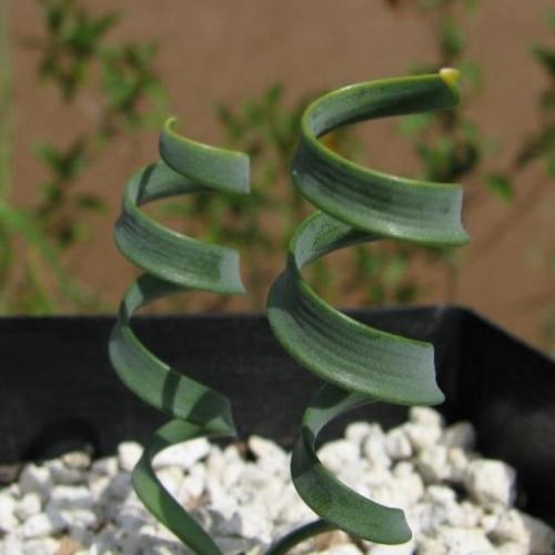 ��Ҷ���ɲ�Ʒ��ͼƬ��ȫΪʲô��?��Ҷ���ɲ�a��o����ô���ּ���