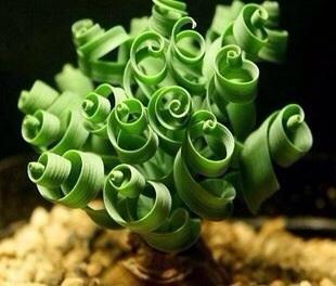 ��Ҷ���ɲ�Ʒ��ͼƬ��ȫΪʲô��?��Ҷ���ɲ�a��o����ô���ּ���