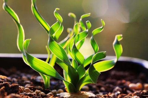 宽叶弹簧草种子播种方法技巧图解,宽叶弹簧草发芽后怎么养护管理