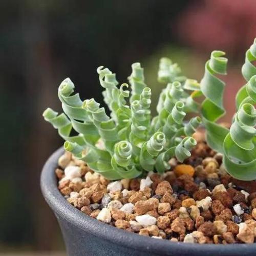 宽叶弹簧草种子播种方法技巧图解,宽叶弹簧草发芽后怎么养护管理