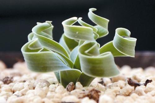 宽叶弹簧草种子播种方法技巧图解,宽叶弹簧草发芽后怎么养护管理