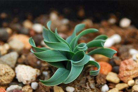 宽叶弹簧草种子播种方法技巧图解,宽叶弹簧草发芽后怎么养护管理