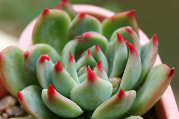 多肉吉娃娃最简单的叶插方法过程图,吉娃娃叶插注意事项图片大全