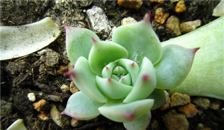 多肉吉娃娃最简单的叶插方法过程图,吉娃娃叶插注意事项图片大全