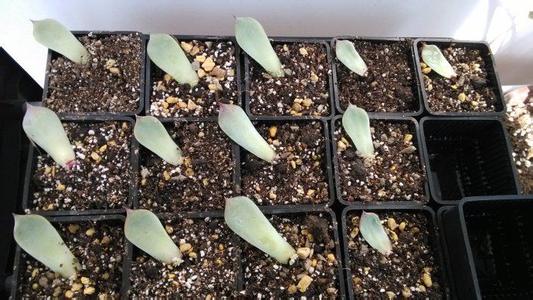 多肉吉娃娃最简单的叶插方法过程图,吉娃娃叶插注意事项图片大全