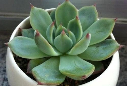 多肉吉娃娃最简单的叶插方法过程图,吉娃娃叶插注意事项图片大全