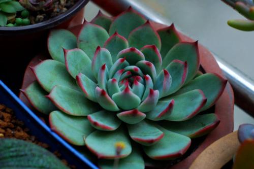 多肉吉娃娃最简单的叶插方法过程图,吉娃娃叶插注意事项图片大全