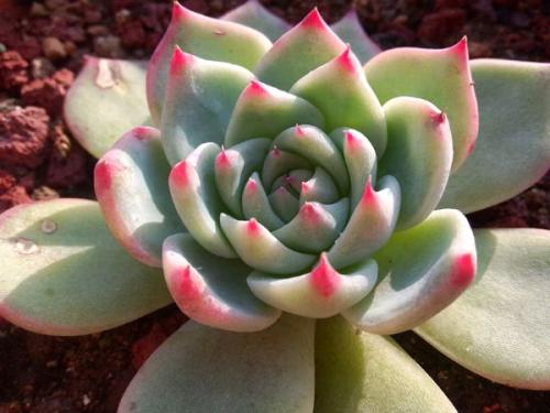 ���⼪������򵥵�Ҷ�巽������ͼ,������Ҷ��ע������ͼƬ��ȫ