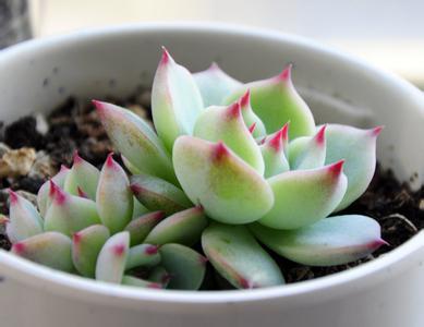 多肉吉娃娃最简单的叶插方法过程图,吉娃娃叶插注意事项图片大全