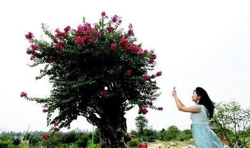 紫薇树蚜虫症状用什么农药效果好 紫薇盆景病虫害防治方法图片