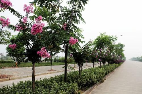 紫薇树蚜虫症状用什么农药效果好 紫薇盆景病虫害防治方法图片