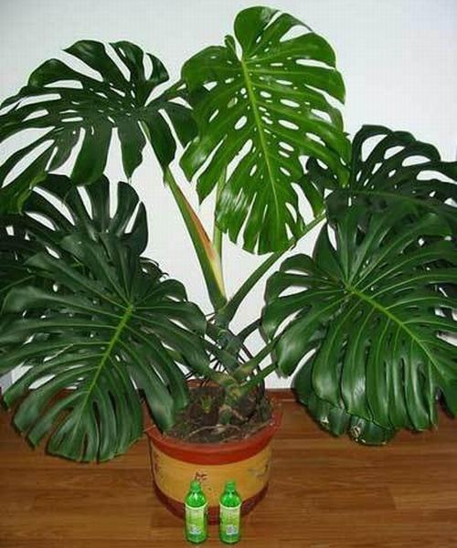 龟背竹叶子边缘发黄原因怎么办 龟背竹叶子直不起来下垂怎么办