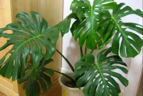 龟背竹叶子边缘发黄原因怎么办 龟背竹叶子直不起来下垂怎么办