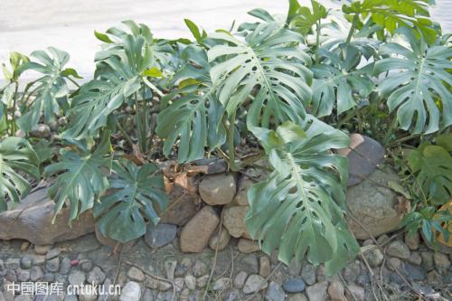 龟背竹叶子边缘发黄原因怎么办 龟背竹叶子直不起来下垂怎么办