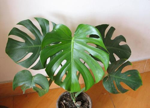 龟背竹叶子边缘发黄原因怎么办 龟背竹叶子直不起来下垂怎么办