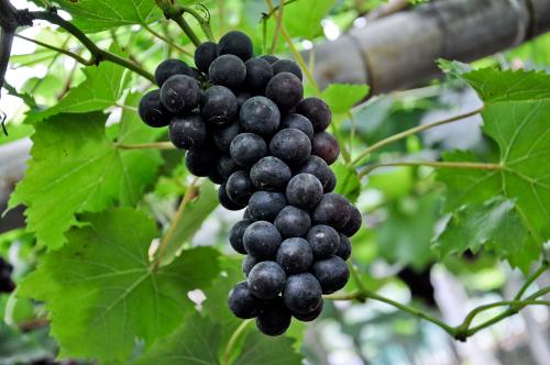 夏黑葡萄多少钱一斤销量好吗?夏黑葡萄一亩地的产量是多大?