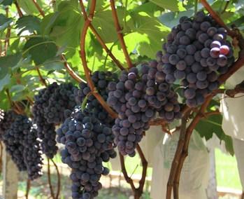 夏黑葡萄多少钱一斤销量好吗?夏黑葡萄一亩地的产量是多大?