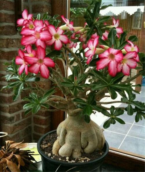 ɳĮõ���ǳ���ɳĮ��õ����ɳĮõ������Щ����