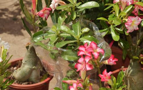 ɳĮõ���ǳ���ɳĮ��õ����ɳĮõ������Щ����