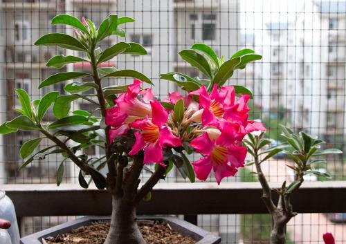 沙漠玫瑰释放有毒物质是真的吗?沙漠玫瑰适合室内养吗?