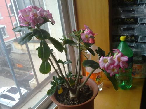 ɳĮõ���ͷ��ж������������ɳĮõ���ʺ���������