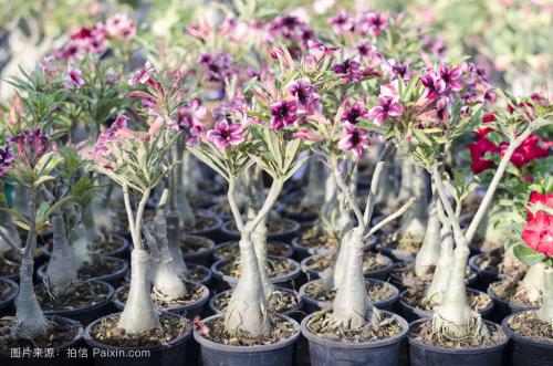 沙漠玫瑰释放有毒物质是真的吗?沙漠玫瑰适合室内养吗?