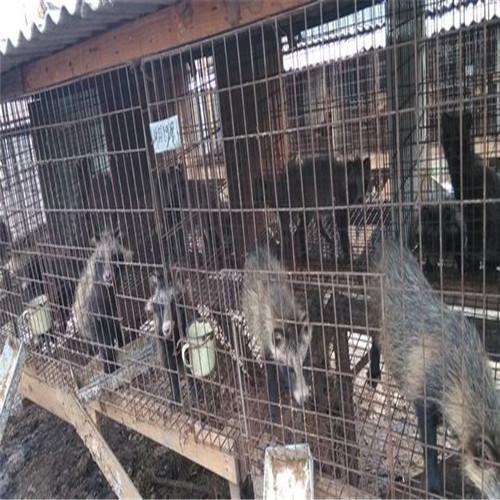 貉子多少钱一只怎么养殖?貉子各个时期的养殖要点介绍