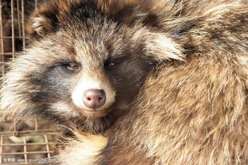 貉子的繁殖特点是什么?影响貉繁殖力的因素及预防方法