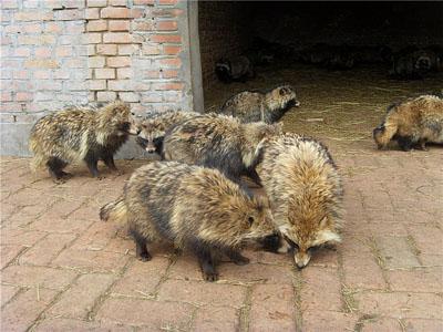 貉子窝怎样建设方法介绍, 貉子窝图片大全