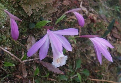 һҶ������ͼƬ������ʲô�� һҶ������ÿ������ڶ����ɶ����