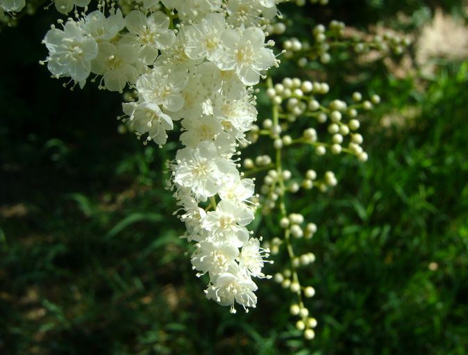 珍珠梅的花语来历 珍珠梅盆景的养殖方法和注意事项怎么修剪方法