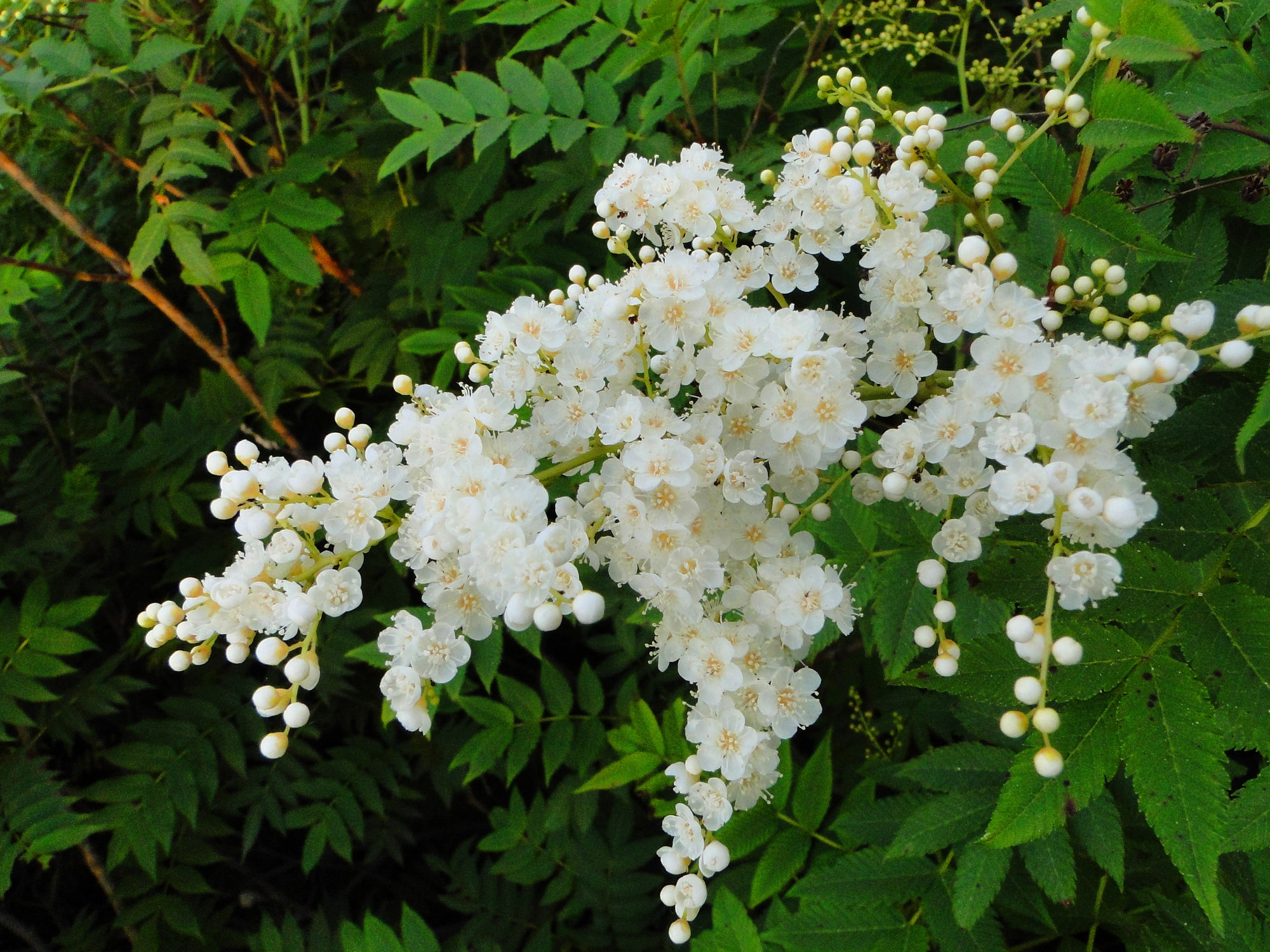 珍珠梅的花语来历 珍珠梅盆景的养殖方法和注意事项怎么修剪方法