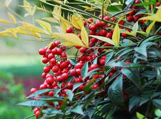 南天竹的养殖方法和注意事项及修剪方法图解 南天竹盆景制作图解