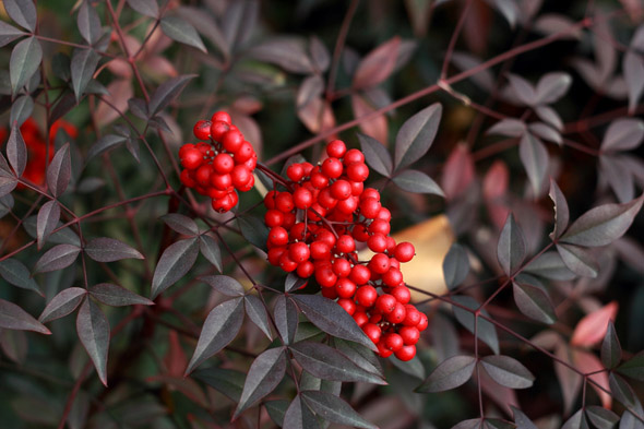 南天竹的养殖方法和注意事项及修剪方法图解 南天竹盆景制作图解