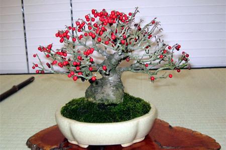 南天竹的养殖方法和注意事项及修剪方法图解 南天竹盆景制作图解