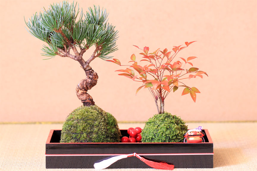 南天竹的养殖方法和注意事项及修剪方法图解 南天竹盆景制作图解