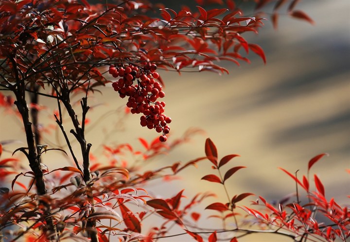 南天竹有毒吗可以放在室内吗 南天竹的药用价值及花语寓意