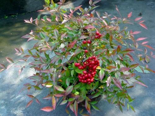 南天竹有毒吗可以放在室内吗 南天竹的药用价值及花语寓意