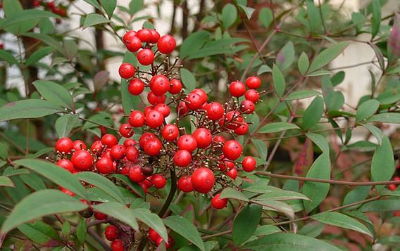 南天竹有毒吗可以放在室内吗 南天竹的药用价值及花语寓意