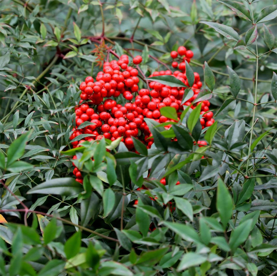 �������ж�����Է��������� �������ҩ�ü�ֵ������Ԣ��