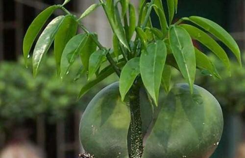 元宝树叶子发黄一碰就掉落怎么回事?常见的原因及挽救方法图解