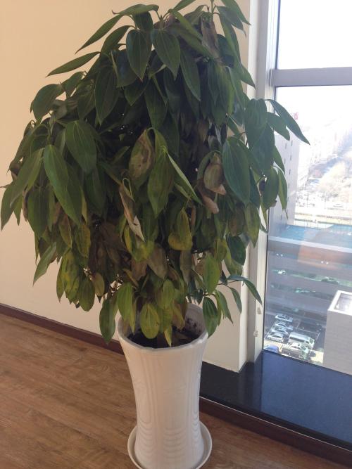 Ԫ����Ҷ�ӷ���һ���͵�����ô����?������ԭ����ȷ���ͼ��