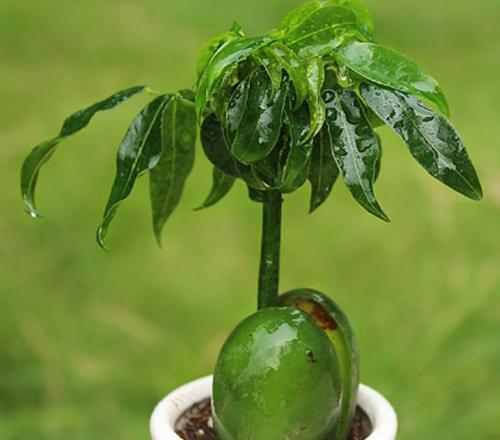 元宝树叶子发黄一碰就掉落怎么回事?常见的原因及挽救方法图解