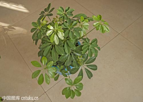 Ԫ����Ҷ�ӷ���һ���͵�����ô����?������ԭ����ȷ���ͼ��