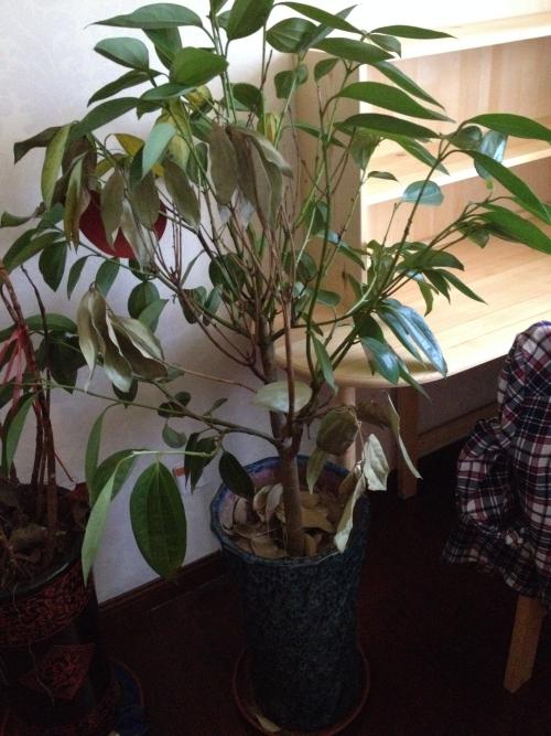 Ԫ����Ҷ�ӷ���һ���͵�����ô����?������ԭ����ȷ���ͼ��