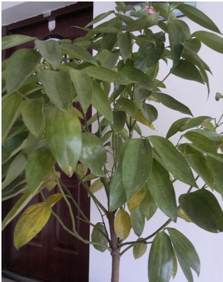 元宝树叶子发黄一碰就掉落怎么回事?常见的原因及挽救方法图解