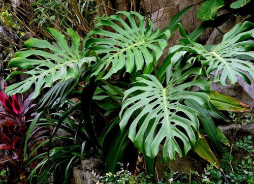 龟背竹的功效与作用吸甲醛吗是真是假 龟背竹可以做药吗药用价值